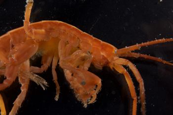 Media type: image;   Invertebrate Zoology 140276